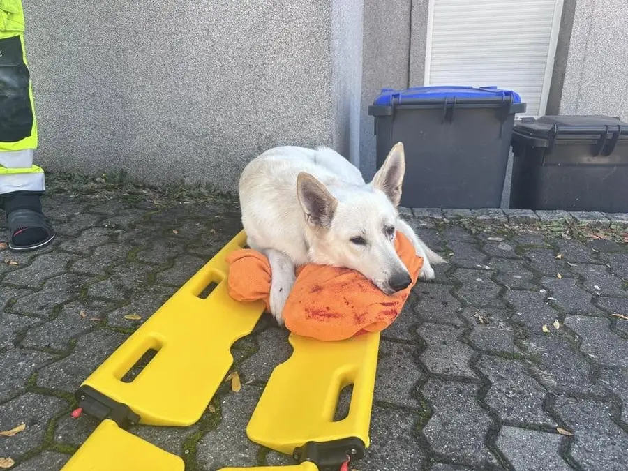 Weißer Schäferhund auf der Trage
