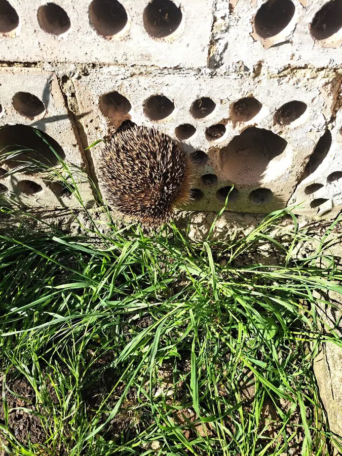 Igel zwischen Lochsteinen