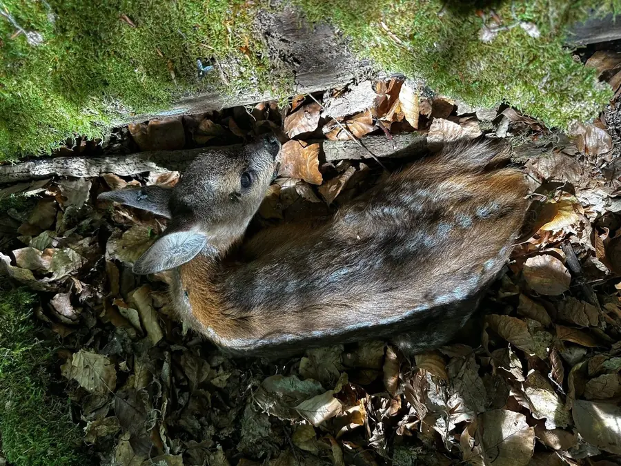 Rehkitz im Blätterversteck