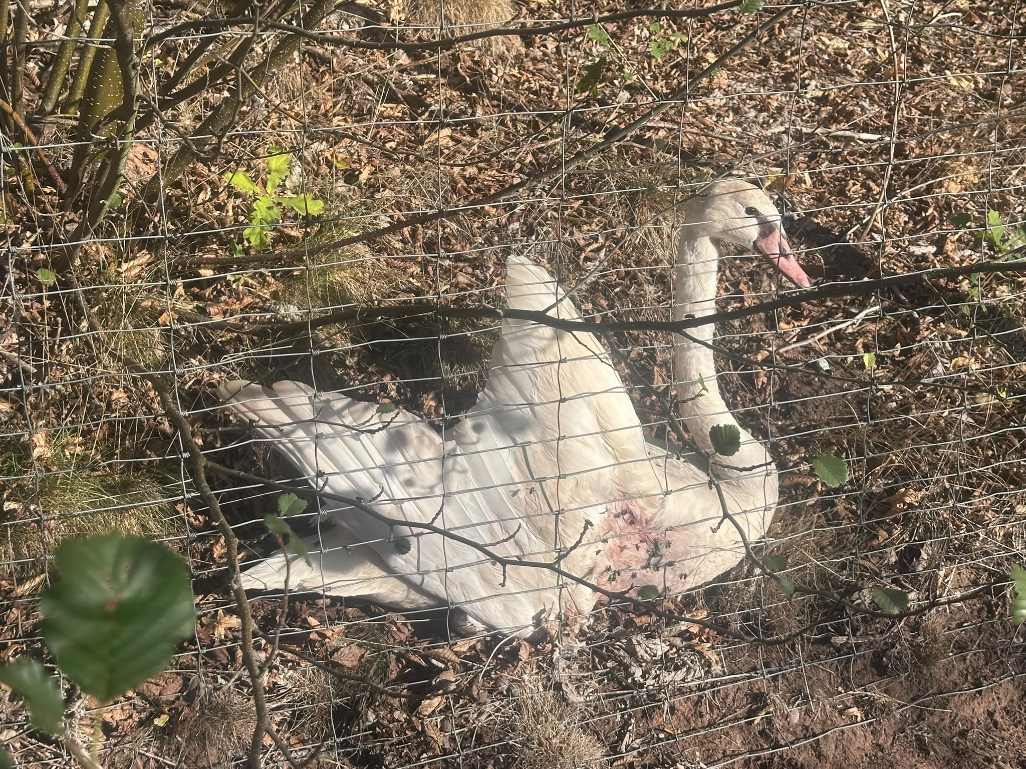 Verletzter Schwan